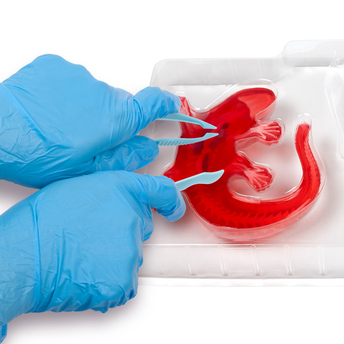 Amazing Creatures Frog & Salamander Synthetic Dissection Kit - STEM