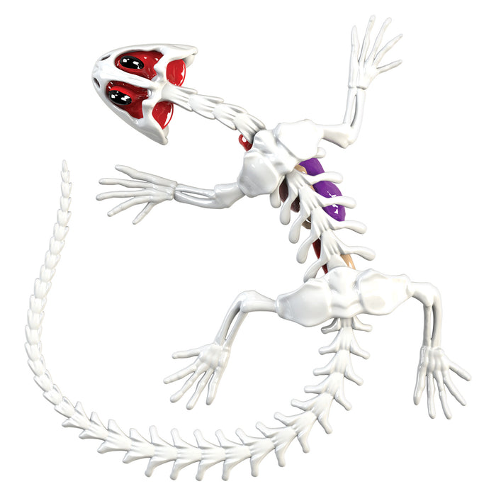 Amazing Creatures Salamander Synthetic Dissection Kit - STEM