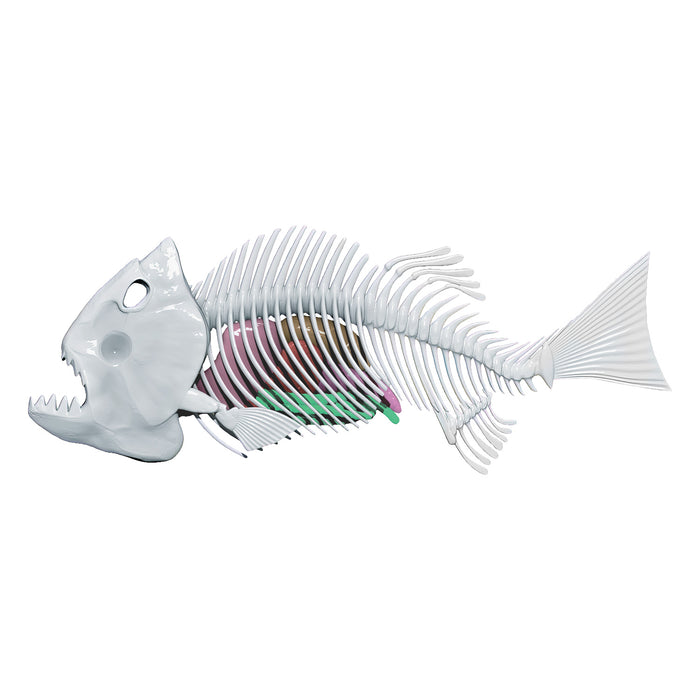 Amazing Creatures Piranha Synthetic Dissection Kit - STEM